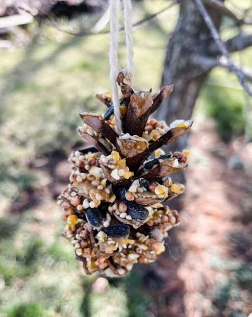 Pinecone Bird Feeders